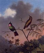 Brazilian Ruby Hummingbirds - Richard Henry Nibbs
