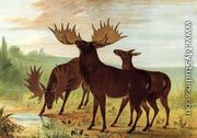 Moose at Waterhole - George Catlin
