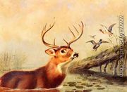 Buck in a Marsh - Arthur Fitzwilliam Tait