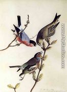 A Chaffinch, Bullfinch and Greenfinch on a Branch of Budding Chestnuts - John James Audubon