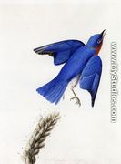Eastern Bluebird - John James Audubon