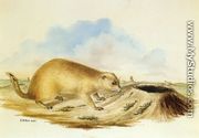 Prairie Dog - Titian Ramsay  Peale
