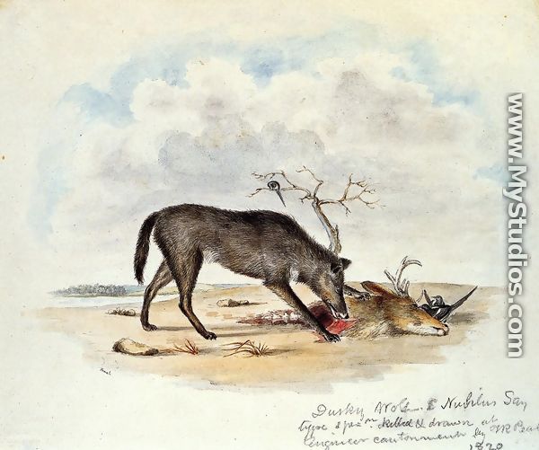 Dusky Wolf (Lupus Nubilus) - Titian Ramsay  Peale