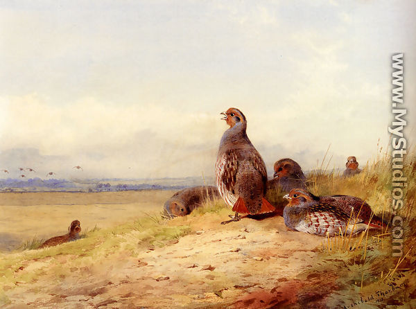 Red Partridges - Archibald Thorburn