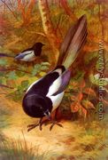 Magpies - Archibald Thorburn