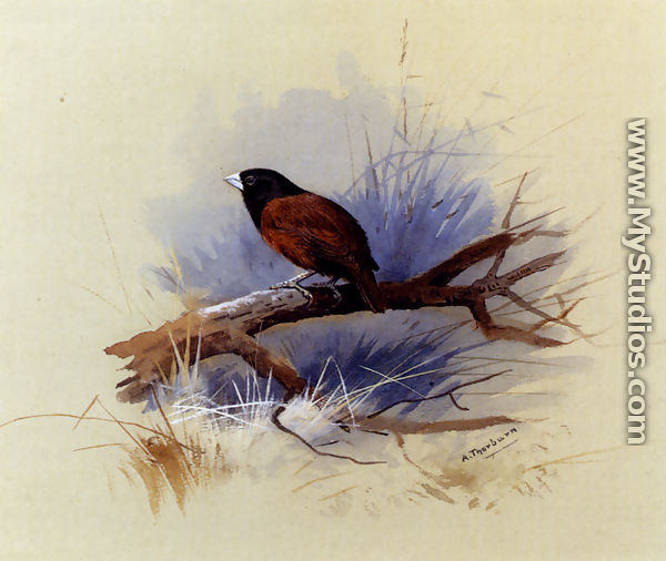 A Nepalese black-headed nun in the branch of a tree - Archibald Thorburn