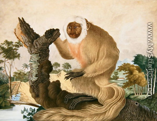 The Saki Monkey, 1835 - Aloys Zotl