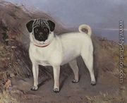 Portrait of a pug-dog named Judy Ju-Ju, 1888 - Lucy Waller