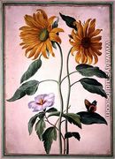 Sunflowers, plate 18 from the Nassau Florilegium - Johann Jakob Walther