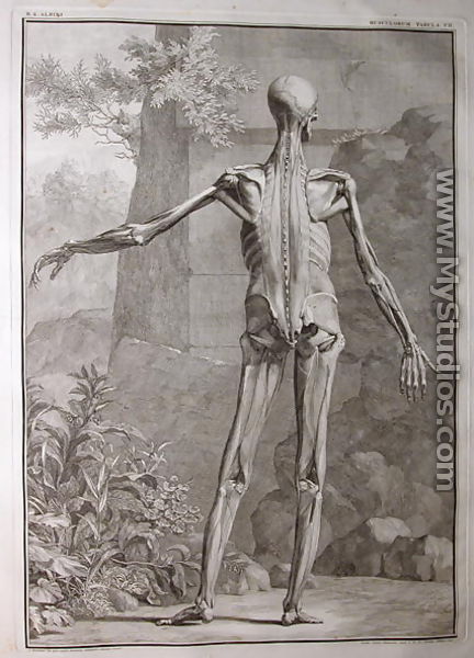 Albinus I, Tab. VII: Musculature, illustration from 