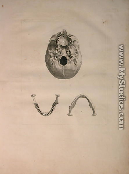 Albinus II, Tab. II, Skull, illustration from 