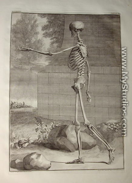 Albinus I, Tab. III: Skeleton, illustration from 