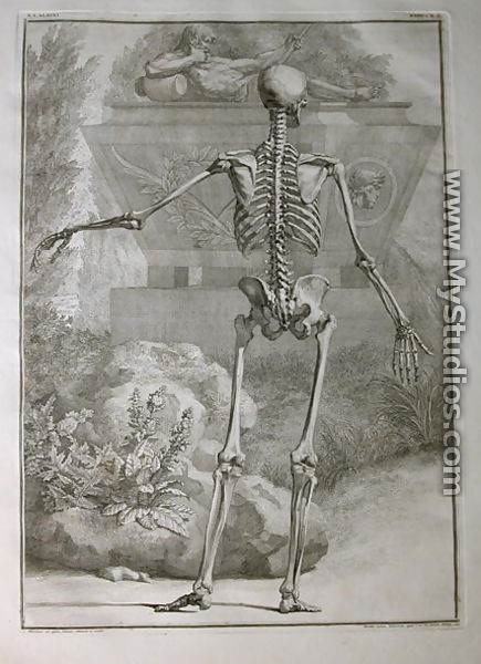 Albinus I, Tab. II: Skeleton, illustration from 
