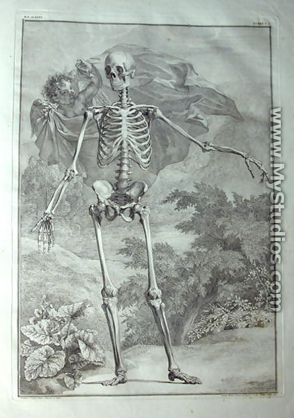 Albinus I, Tab. I: Skeleton, illustration from 