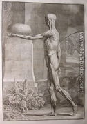 Albinus I, Tab. IX: Musculature, illustration from 'Tabulae sceleti et musculorum corporis humani', by Bernhard Siegfried Albinus (1697-1770), published by J.&H. Verbeek, bibliop., Leiden, 1743 - Jan Wandelaar