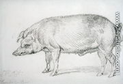 Hereford Boar, c.1803-04 - James Ward