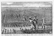 Hoeing Rice, illustration from Harpers Weekly, 1867, from The Pageant of America, Vol.3, by Ralph Henry Gabriel, 1926 - Alfred R. Waud