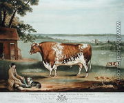A Short Horned Bull, Patriot, engraved by William Ward, Shrewsbury, 1810 - Thomas Weaver
