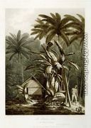 The Plantain Tree in the Island of Cracatoa, from Views in the South Seas, pub. 1788 - John Webber