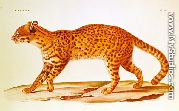 Geoffreys Cat (felis Geoffroyi) illustration from Voyage dans lAmerique Meridionale