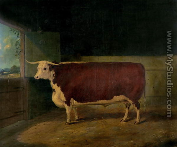 Portrait of a Prize Hereford Steer, 1874 - Richard Whitford