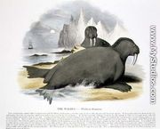 The Walrus (Trichecus rosmarus) educational illustration pub. by the Society for Promoting Christian Knowledge, 1843 - Josiah Wood Whymper