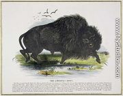 The American Bison, educational illustration pub. by the Society for Promoting Christian Knowledge, 1843 - Josiah Wood Whymper