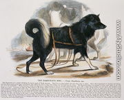 The Esquimaux Dog (Canis familiaris) educational illustration pub. by the Society for Promoting Christian Knowledge, 1843 - Josiah Wood Whymper