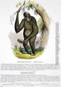 The Orang-Outang (Pithecus satyrus) educational illustration pub. by the Society for Promoting Christian Knowledge, 1843 - Josiah Wood Whymper