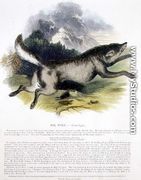 The Wolf (Canis lupus) educational illustration pub. by the Society for Promoting Christian Knowledge, 1843 - Josiah Wood Whymper