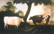 Two Shorthorn Cattle, 1806 - Thomas Harrington Wilson