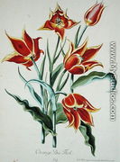 Orange Tulip, from Opera Botanica by Conrad Gesner (1516-65) 1767 - Adam Louis Wirsing
