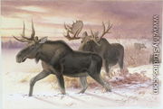 Elk, Family Cervidae (deer), 14th October 1850 - Joseph Wolf