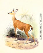 Antelope, from The Book of Antelopes 2 - Joseph Wolf