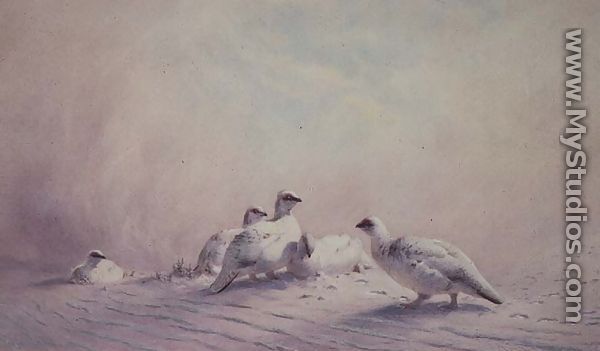 Ptarmigan, Winter, 1873 - Joseph Wolf
