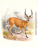 The Broad Horned Antelope, from The Book of Antelopes - Joseph Wolf