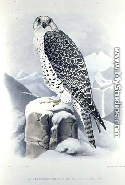Icelandic Falcon, from Traite de Fauconnerie by H. Schlegel & A.H. Verster de Wulverhorst, 1844-53 - Mattias Wolf