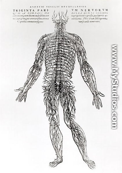 Nervous System - Andreas Vesalius