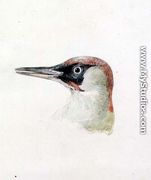Woodpecker, from The Farnley Book of Birds, c.1816 - Joseph Mallord William Turner