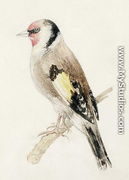 Goldfinch, from The Farnley Book of Birds, c.1816 - Joseph Mallord William Turner