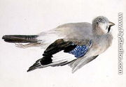 Jay, from The Farnley Book of Birds, c.1816 - Joseph Mallord William Turner