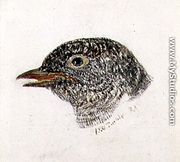 Cuckoo, from The Farnley Book of Birds, c.1816 - Joseph Mallord William Turner