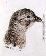 Hen Pheasant, from The Farnley Book of Birds, c.1816 - Joseph Mallord William Turner