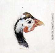 Guinea Fowl, from The Farnley Book of Birds, c.1816 - Joseph Mallord William Turner
