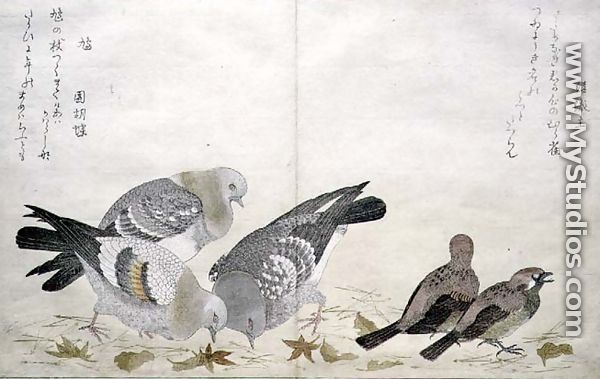 Three Pigeons and two Finches, from an album 