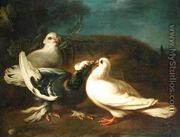 Doves, 1724 - Franz Werner von Tamm