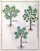 Illustration from the Book of Simple Medicines by Mattheaus Platearius d.c.1161 c.1470 9 - Robinet Testard