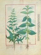 Urticaceae Nettle Family Illustration from the Book of Simple Medicines by Mattheaus Platearius d.c.1161 c.1470 - Robinet Testard
