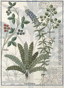 Ferns, Brambles and Flowers, Illustration from the Book of Simple Medicines by Mattheaus Platearius d.c.1161 c.1470 - Robinet Testard