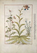 Lungwort and Geranium, Illustration from the Book of Simple Medicines by Mattheaus Platearius d.c.1161 c.1470 - Robinet Testard